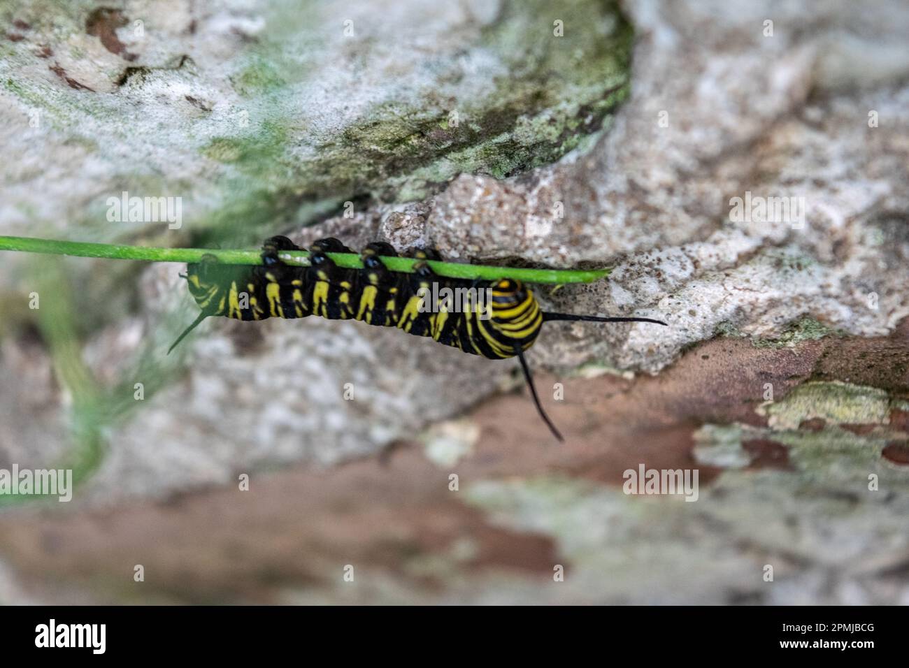 raupe eines Monarchen-Schmetterlings Stockfoto