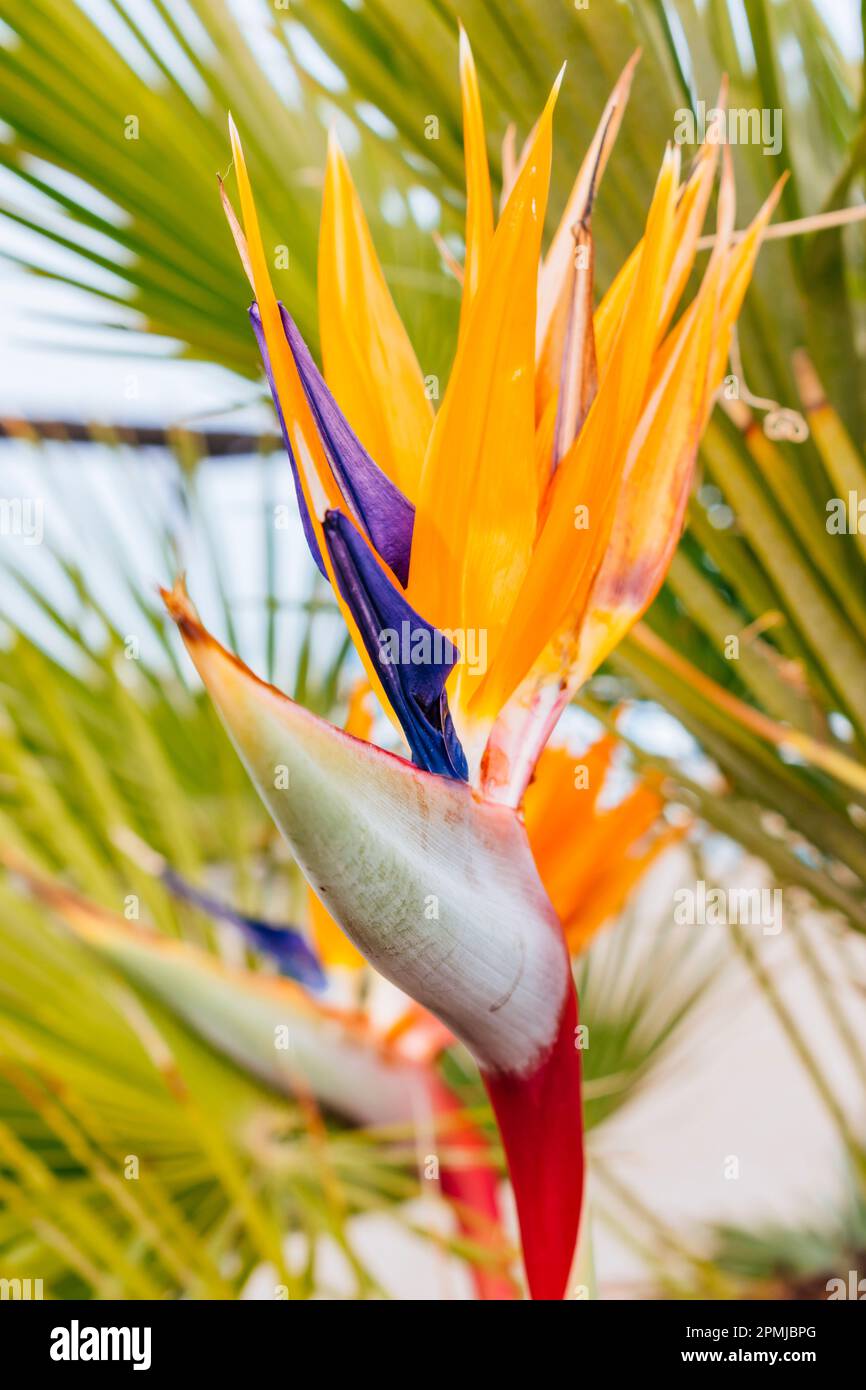 Schone Strelitzia Rollt Blatter Ein Ebenbild