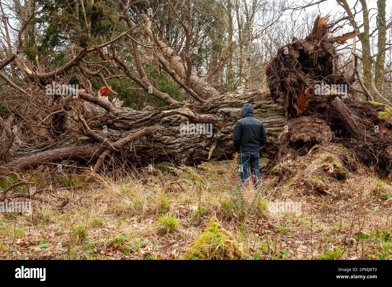 Ein einsamer Mann, der nach dem Sturm, den Darwin im Killarney National Park, County Kerry, Irland, im Jahr 2014 an dem alten Yew Tree vorbeizog Stockfoto