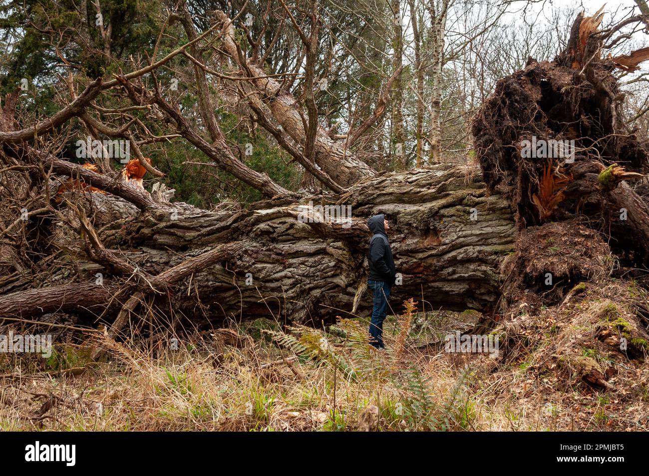 Irlands Sturm Darwin beschädigt und fällt 400 Jahre alte Eibenbaum im Killarney National Park, County Kerry, Irland Stockfoto