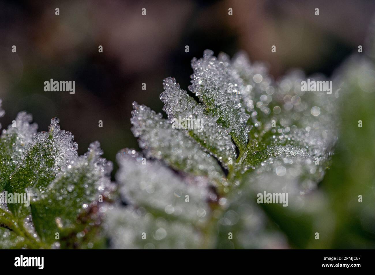 Eiskristalle auf Farn im Detail, mit speziellem Bokeh Stockfoto