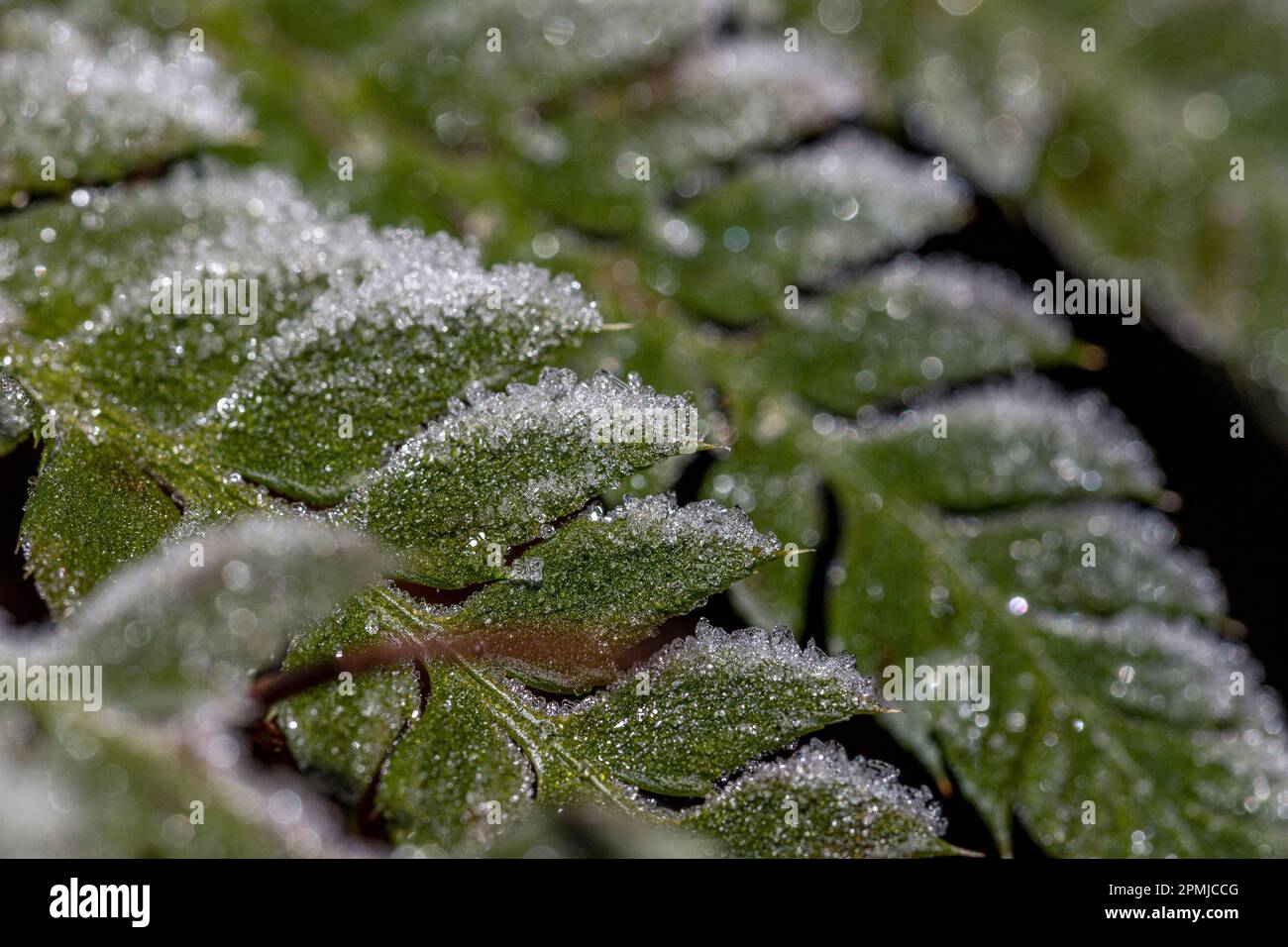 Eiskristalle auf Farn im Detail, mit speziellem Bokeh Stockfoto