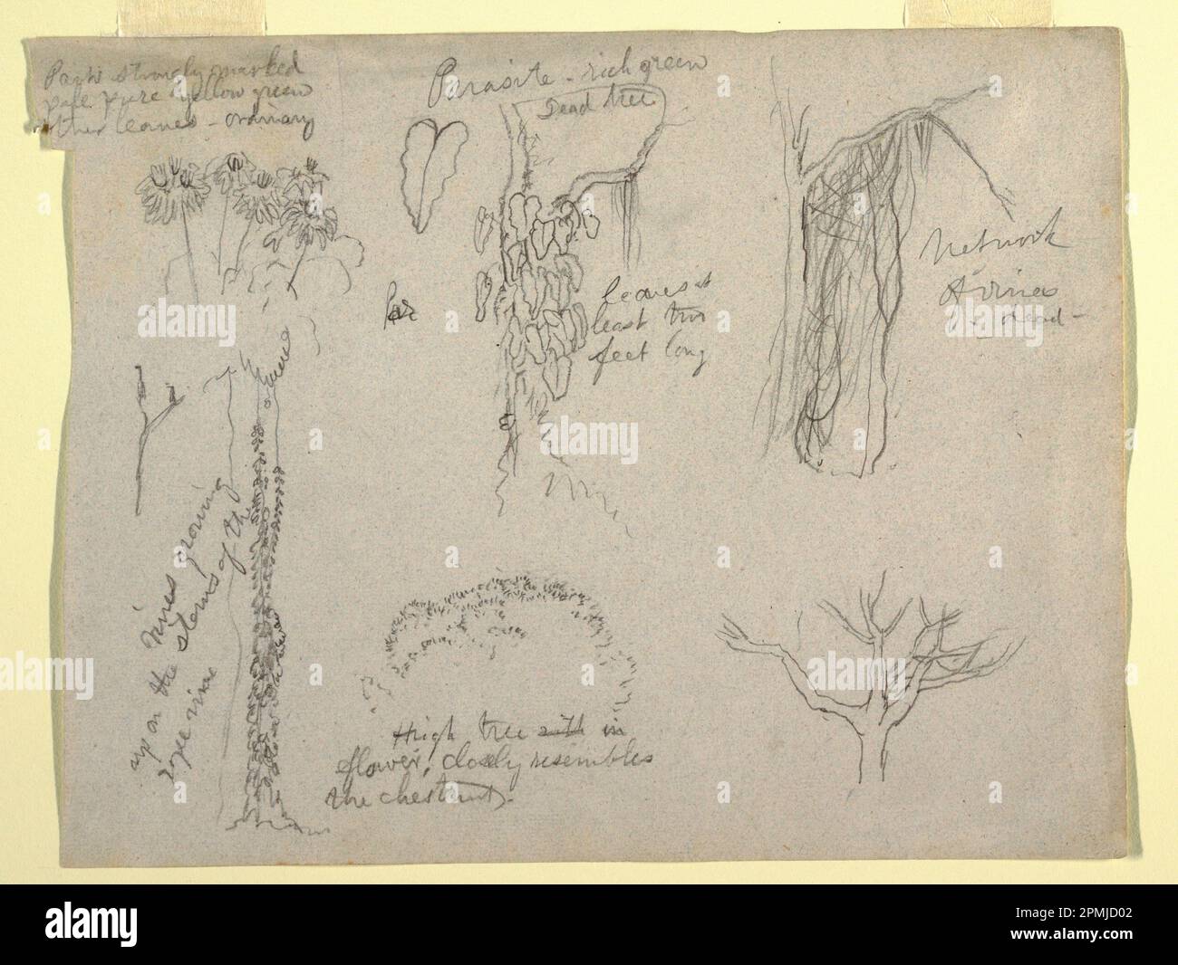 Zeichnen, Botanische Studien hergestellt aus Rio Magdalena, Kolumbien: Parasit, Toter Baum; Frederic Edwin Kirche (amerikanisch, 1826–1900); Kolumbien; Graphit auf grauem gewebtem Papier; Blatt: 21,5 x 28,2 cm (8 7/16 x 11 1/8 Zoll) Stockfoto