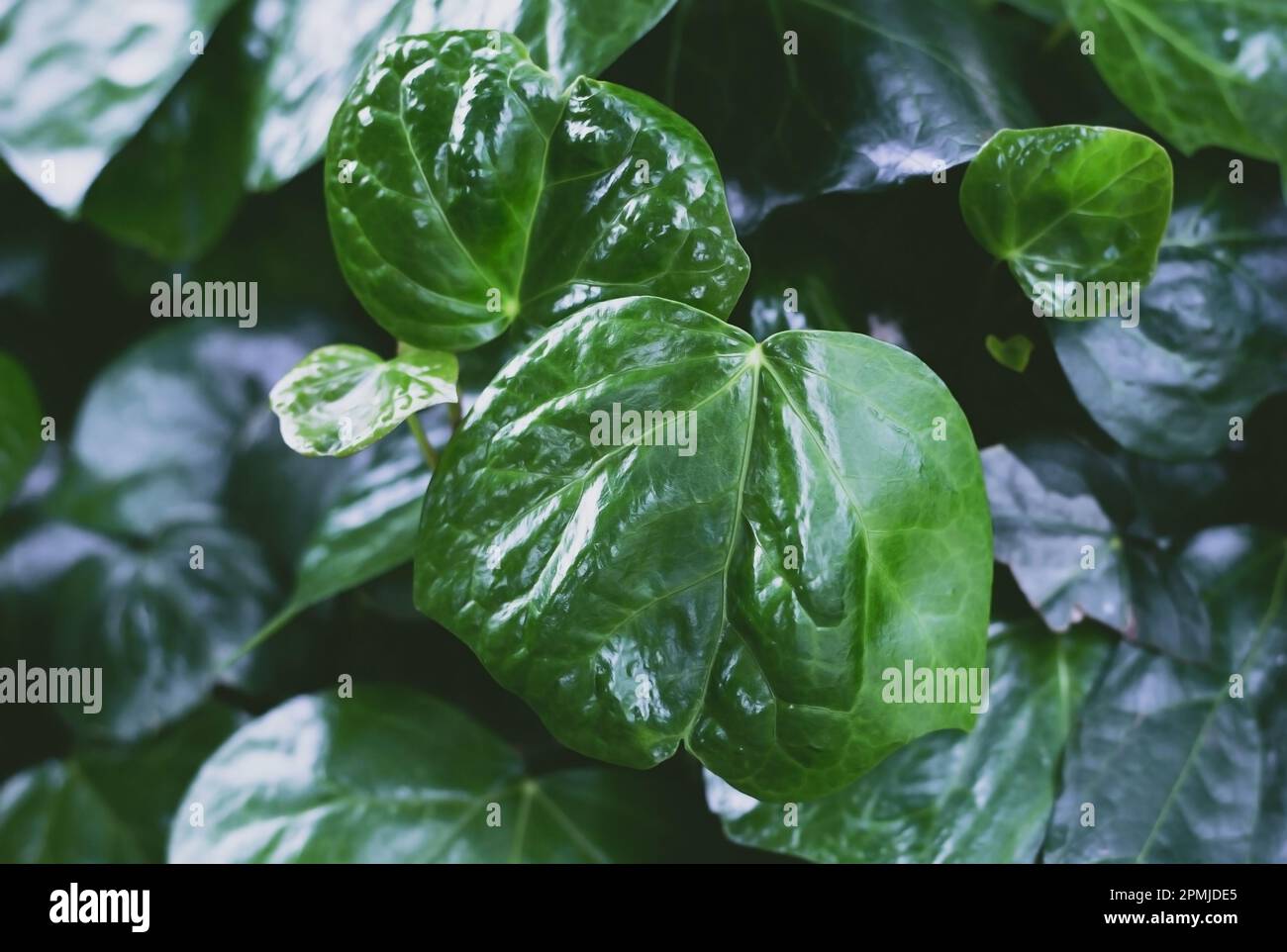 Hintergrund grüner saftiger Blätter Stockfoto