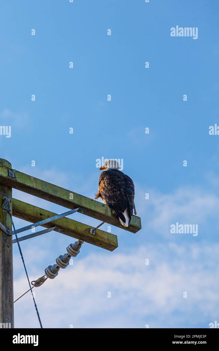 Der Weißkopfadler hockte auf einem Pol am Steveston Waterfront in British Columbia, Kanada Stockfoto