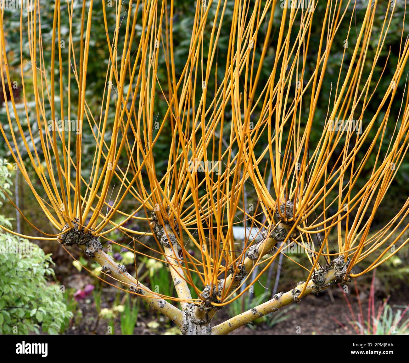 Die Frühlingsstämme von Salix Alba Golden Ness. Stockfoto