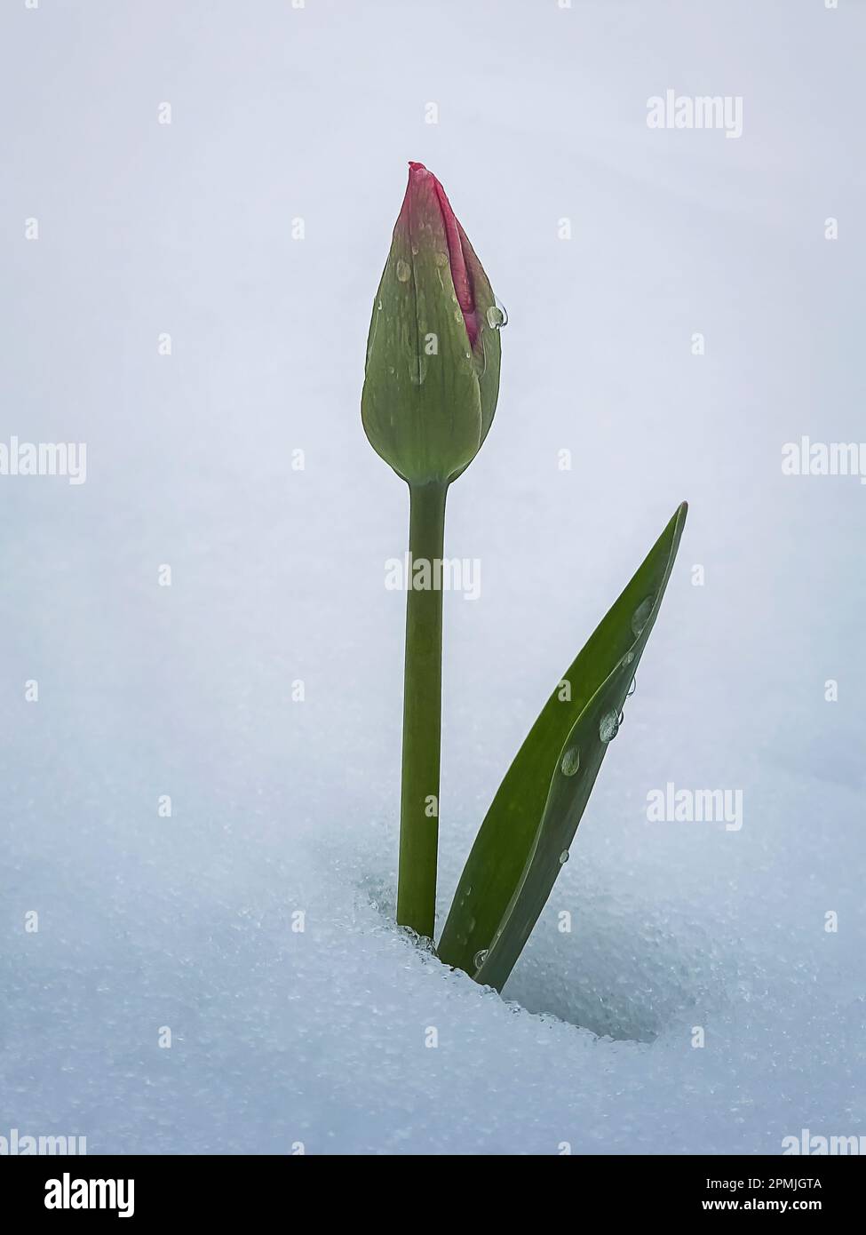 Unblühte junge Tulpenblume, die unter dem weißen Schnee wächst. Wasser tropft auf die Knospen und Blätter Stockfoto