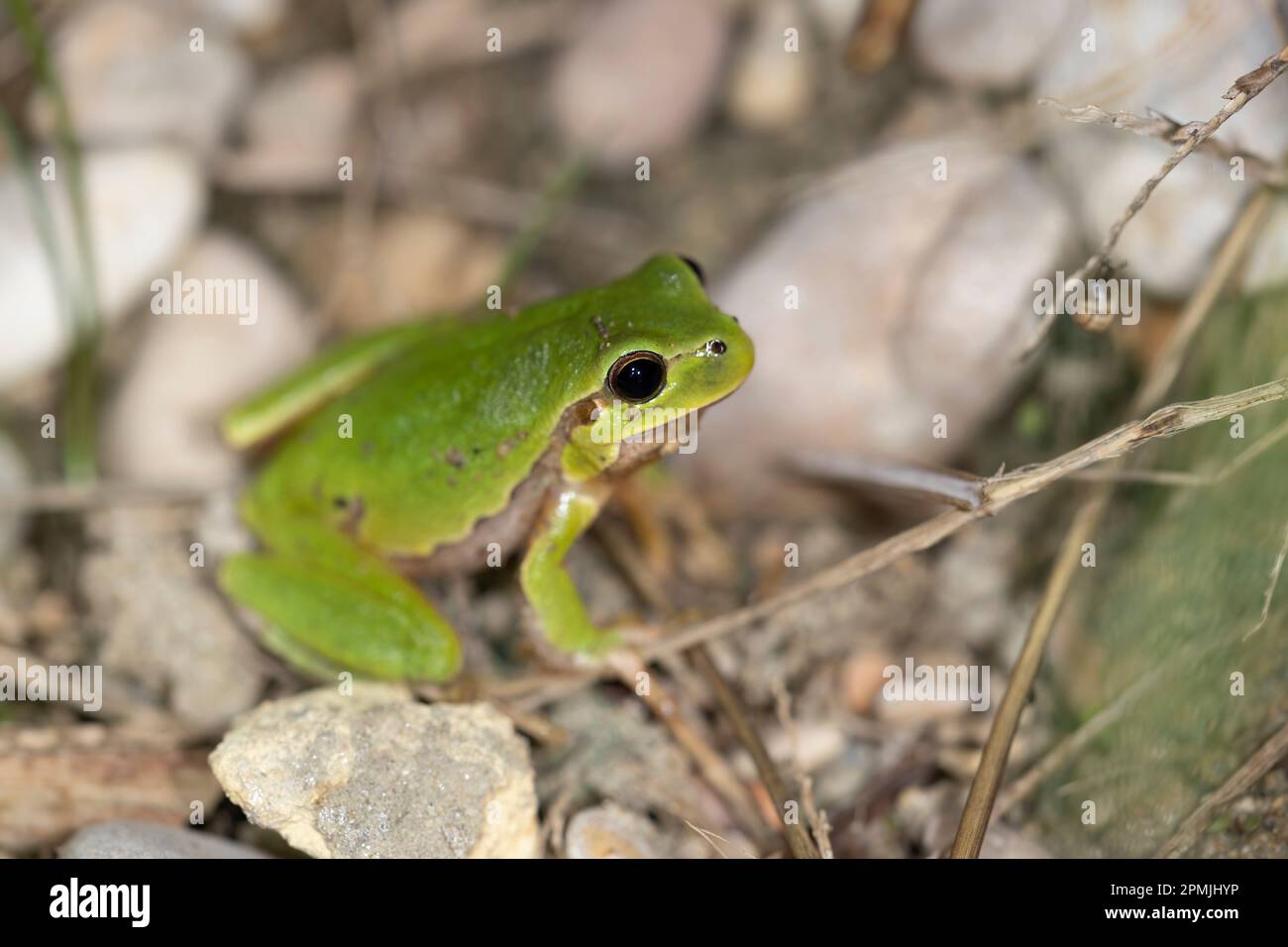 Der italienische Baumfrosch (Hyla intermedia) ist eine Froschart der