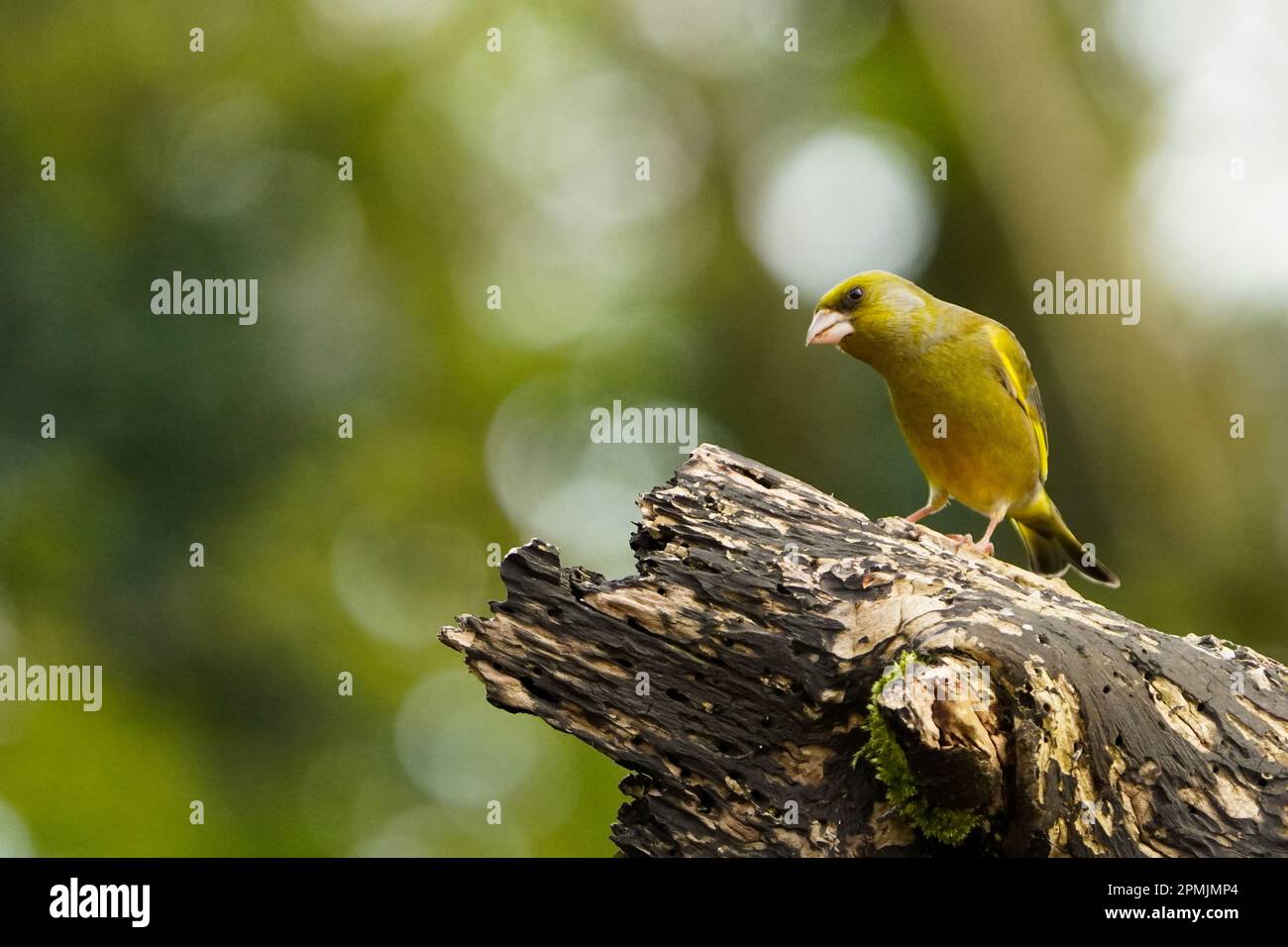 Eurasian Greenfinch auf einem umgestürzten Baum im Wald in West Yorkshire, Großbritannien Stockfoto