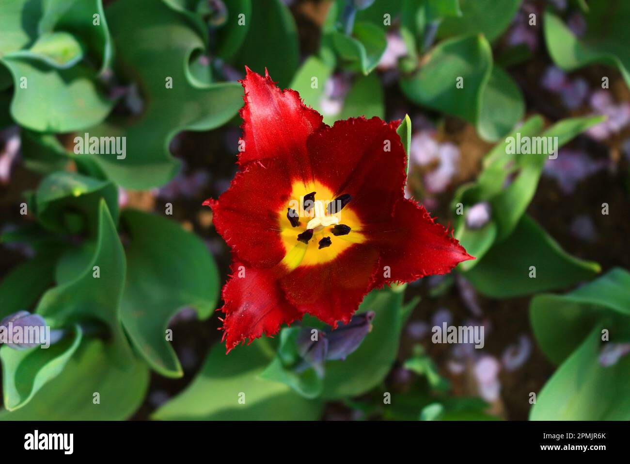 Flach liegendes Foto einer einzelnen roten Tulpe mit den Formen Lilienblume und Fransenblume Stockfoto
