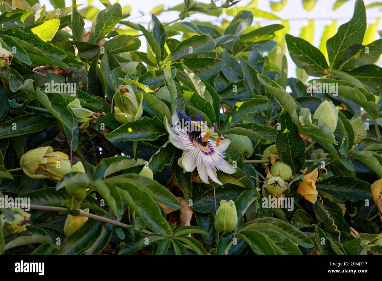 Eine Tischlerbiene, die Pollen aus Blumen in der Toskana sammelt Stockfoto