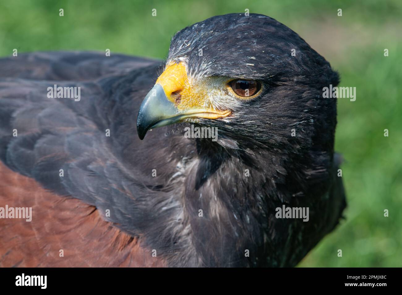 Harris Hawk, Leeds Castle Falconry Centre, Leeds, Kent, England, Großbritannien Stockfoto