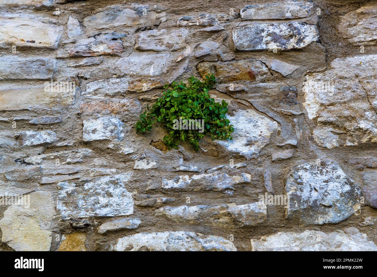 Die Pflanze wächst auf einer Kalksteinwand in Omodos, Zypern Stockfoto