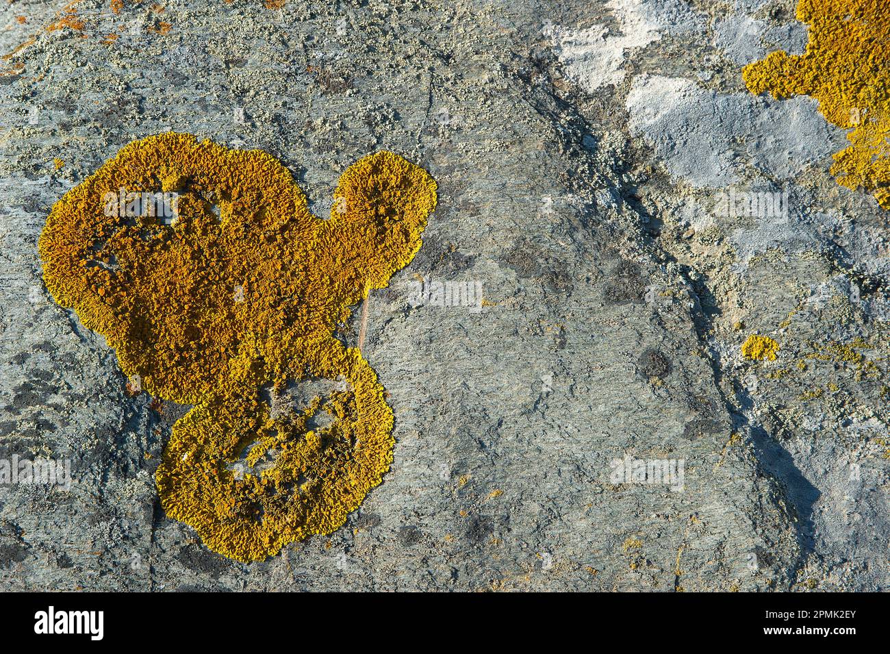 Gemeine Orangenlippe, Gelbe Lichen, Seezunge Sonnenschein Lichen (Xanthoria parietina), die auf einer alten Steinmauer wächst, Lichene giallo Stockfoto