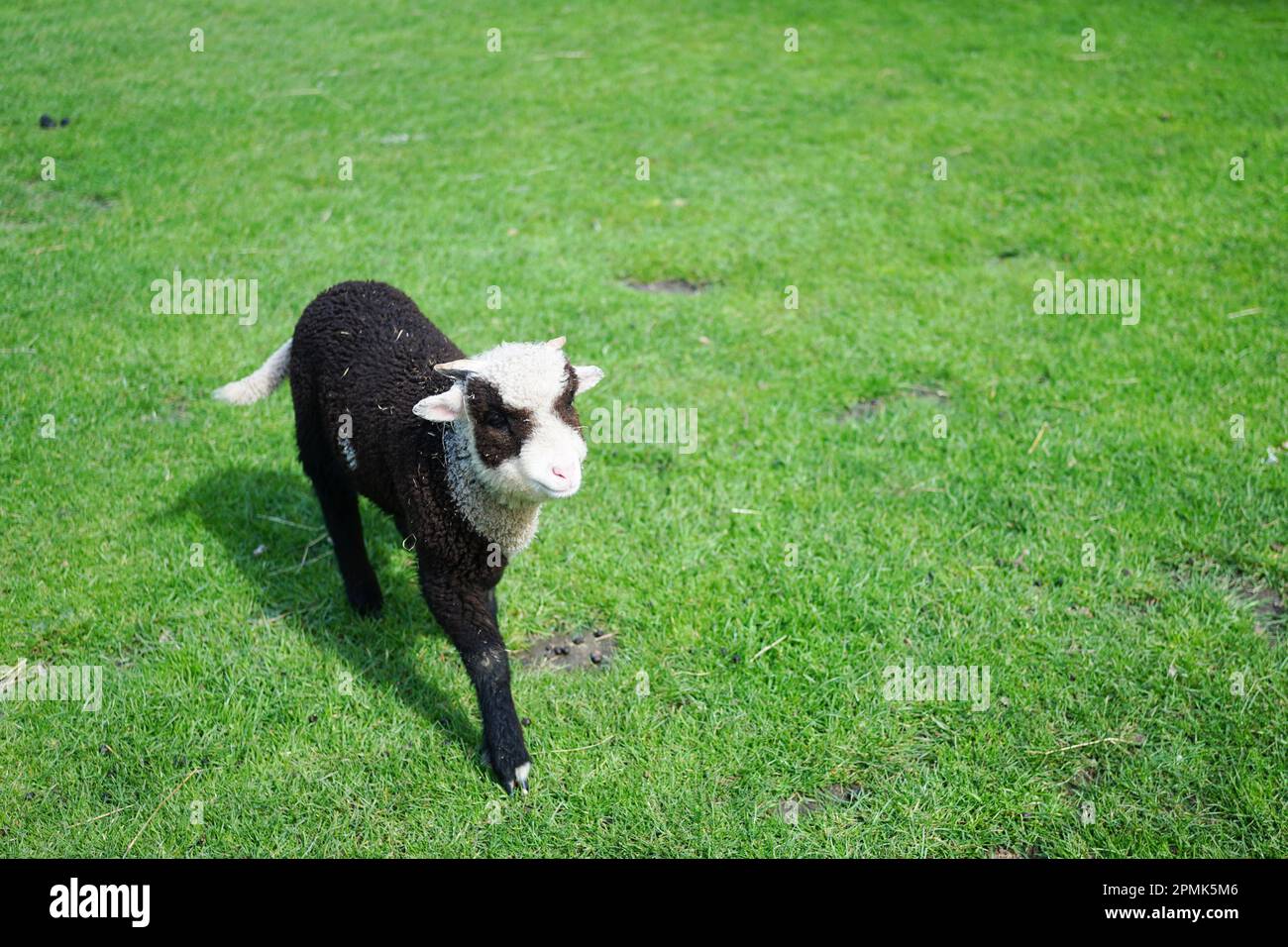 Ein schwarz-weißes suffolk-Schaf, das auf Gras läuft Stockfoto