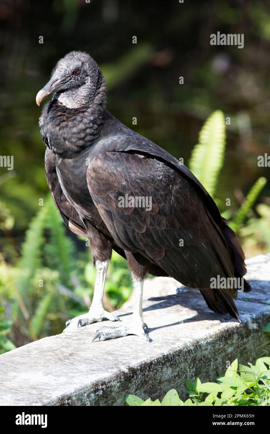 American Black Vulture in einer durchdachten Pose Big Cypress Preserve Florida Stockfoto