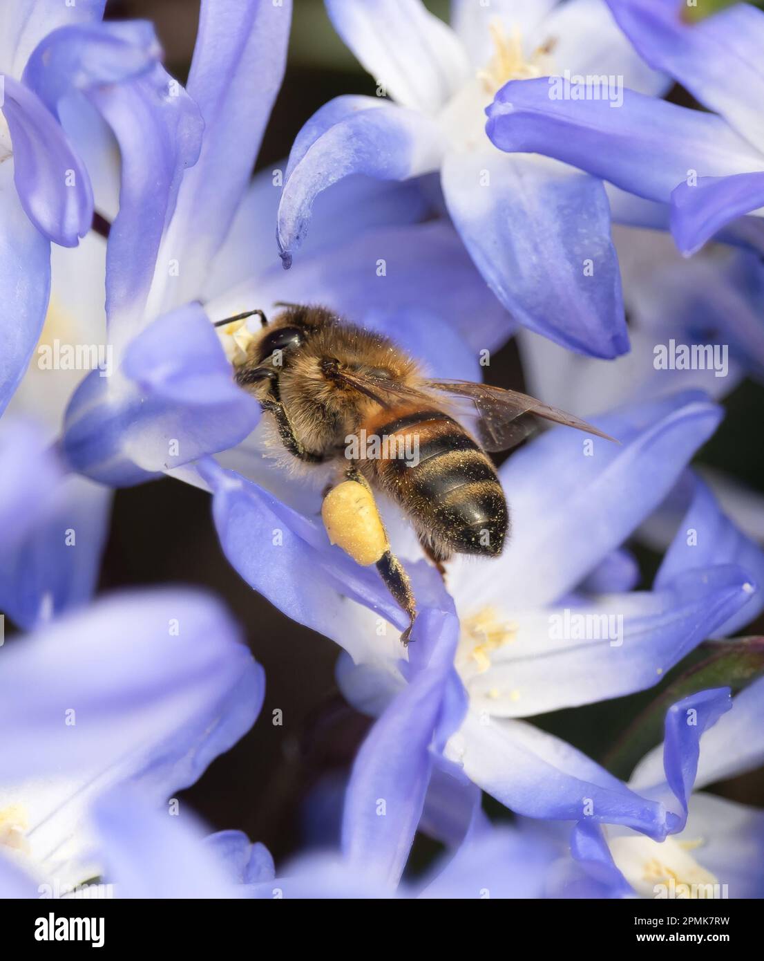 Eine Honigbiene mit Streifen und gefüllten Pollensäcken inmitten der violetten Blüten des Schnees, Scilla luciliae, im Frühling, Sommer, Pennsylvania Stockfoto