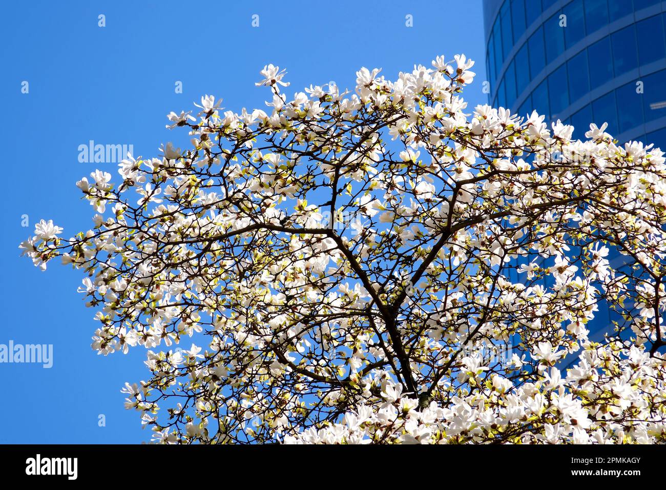 Burrard Station Bäume blühen im Frühling in der Nähe von Wolkenkratzern und Skytrain Station Magnolia Kirschblüte Sakura Weiß- und Rosenblüten in Downtown sehen Sie das echte Leben in der Großstadt Kanada Vancouver 2023 Stockfoto