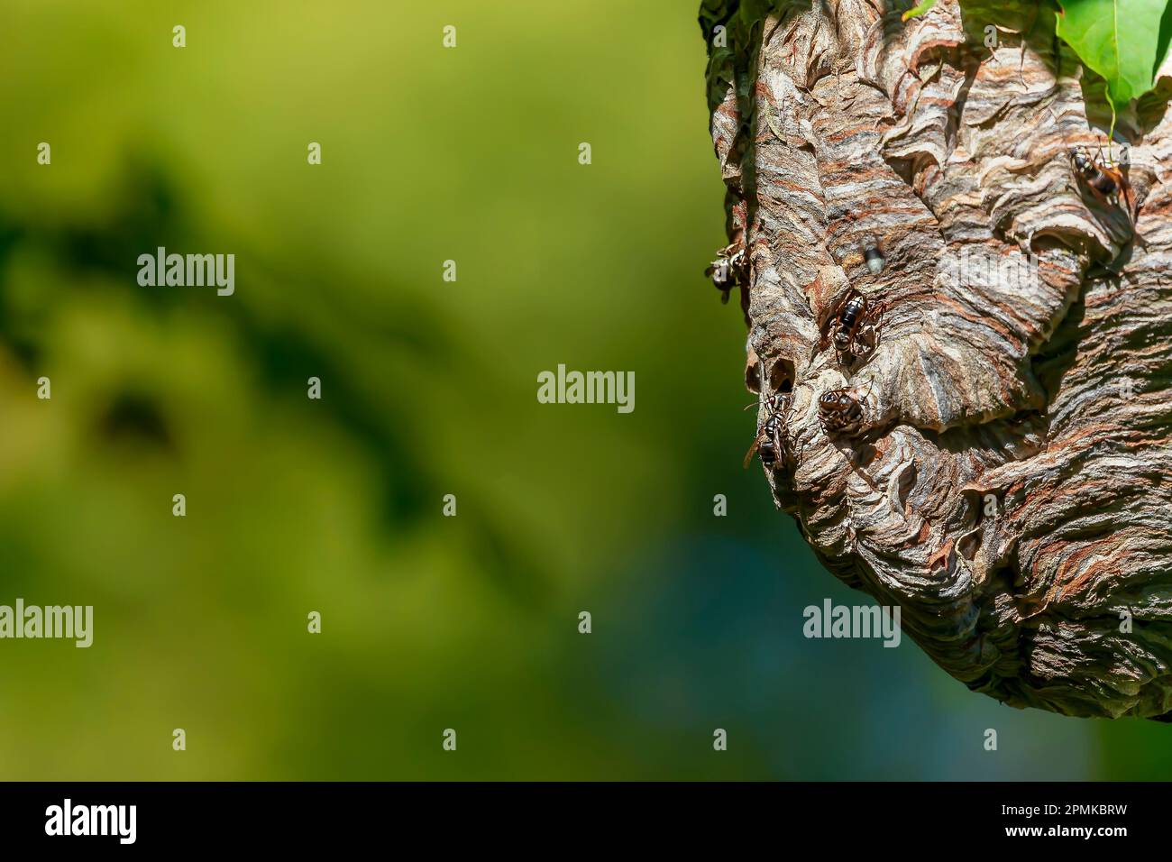 Glatzkopf-Hornet (Dolichovespula maculata), ein grosses Nest, das an einem Ast hängt Stockfoto