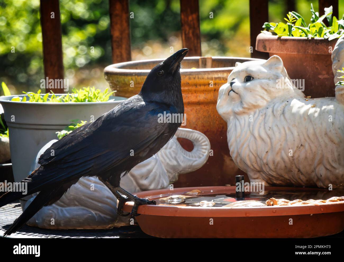 Es war einmal ein schwarzer Vogel und eine weiße Katze, dann kam eine Erdnuss zwischen sie. Stockfoto