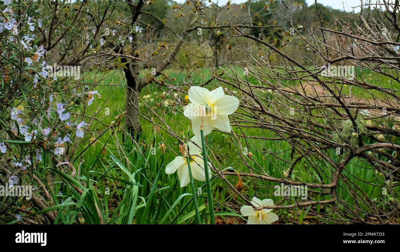 Blühende weiße Narzissenblüten von hinten gesehen, die Blume zeigt von der Sicht weg, Ovar, Spathe und Hals sind vollständig dargestellt. Stockfoto
