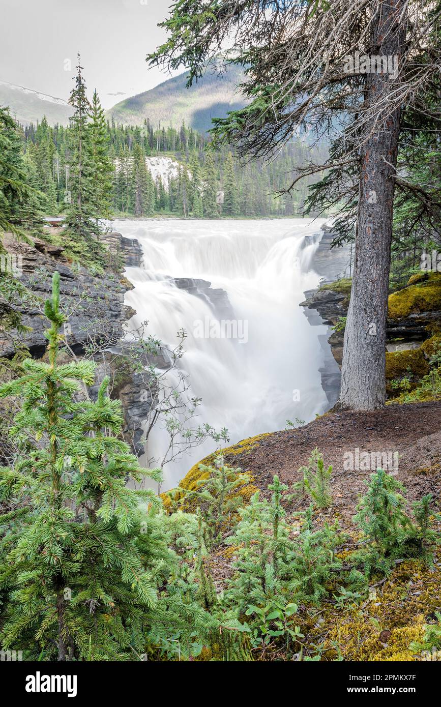 Blick auf die Athabasca Falls durch die Bäume im Jasper National Park, Alberta Stockfoto