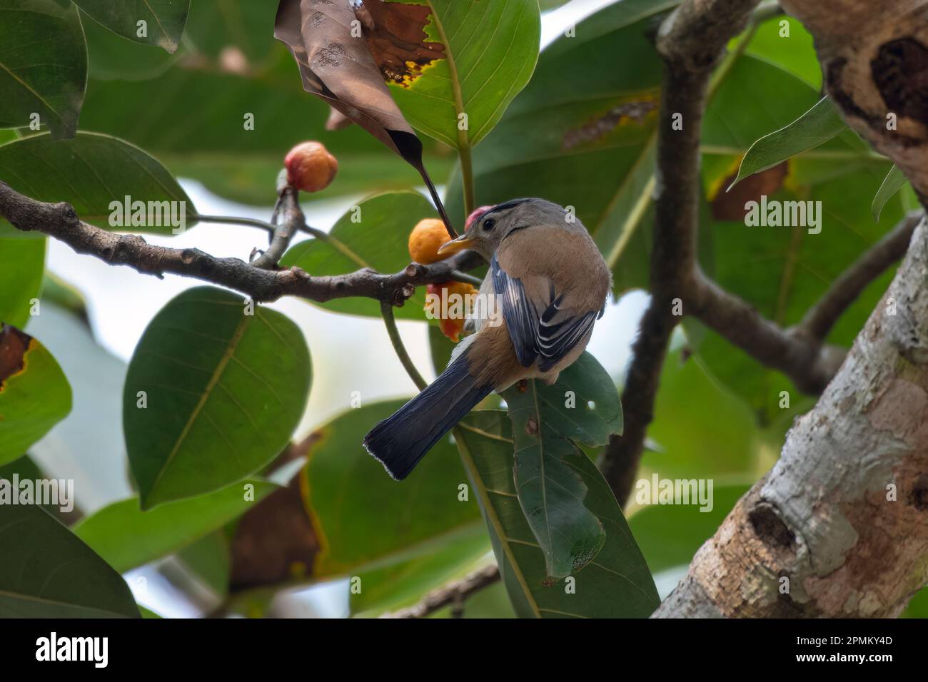 Blauflügelminla (Actinodura cyanouroptera), auch bekannt als blauflügelminla, beobachtet in Rongtong in Westbengalen, Indien Stockfoto