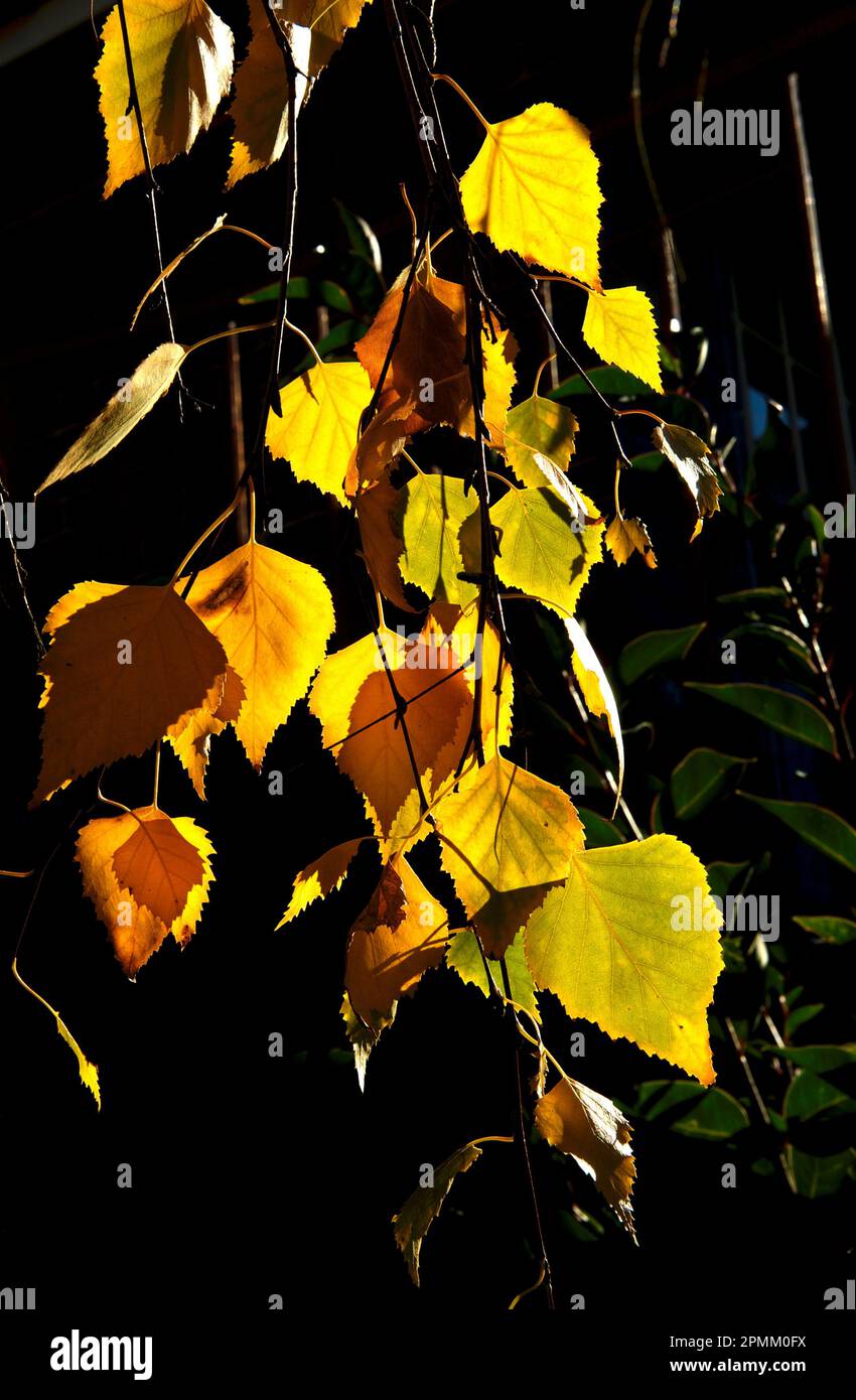 Die Herbstblätter haben prächtige Farben - diese silbernen Birkenblätter (Betula Pendula) reichen von Grün bis tiefes Gold. Außerhalb meiner Wohnung in Ringwood gesehen. Stockfoto