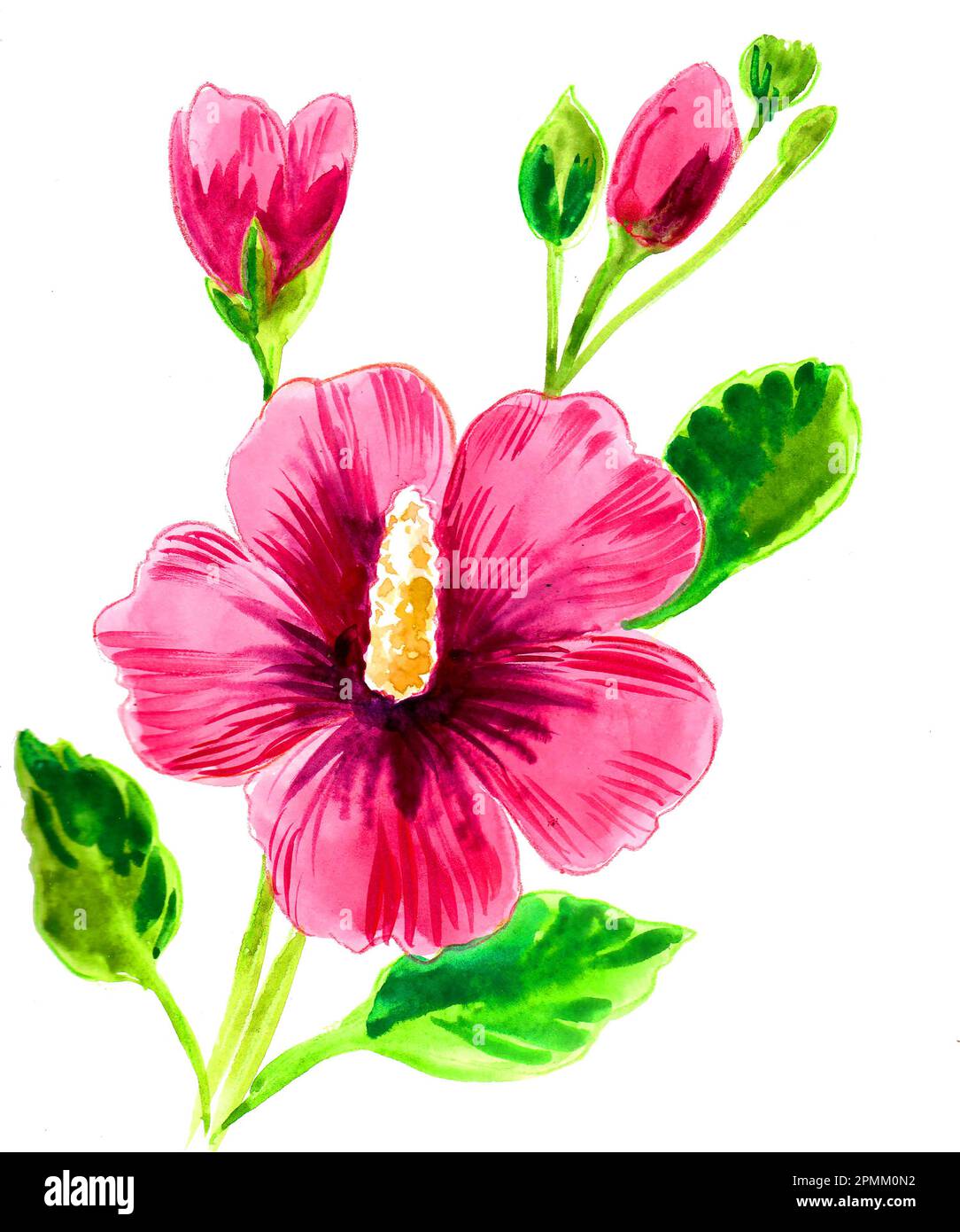 Blühende Blumen. Aquarellmalerei auf Papier Stockfoto