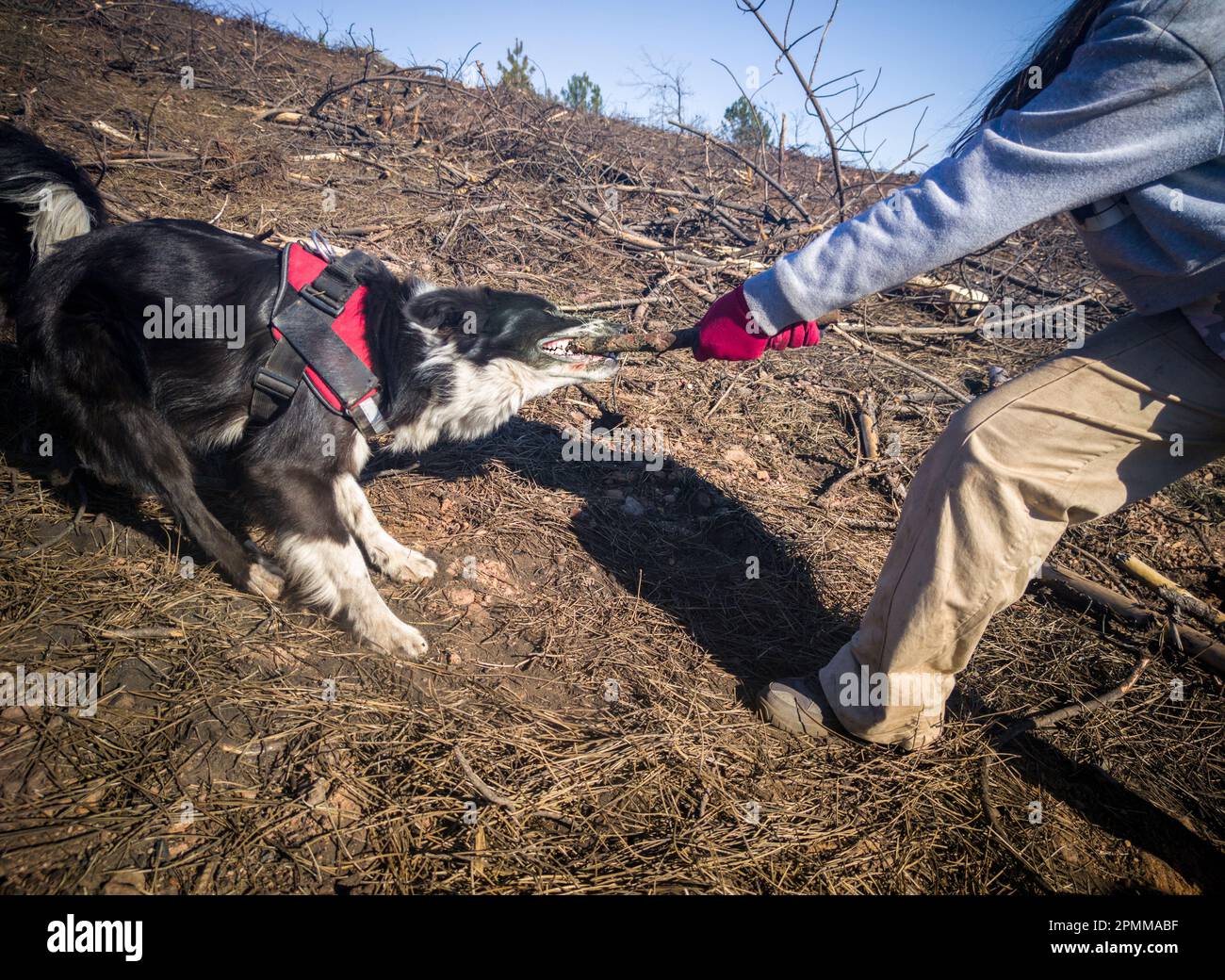 Border Collie zieht einen Stock, den eine junge Frau in der Hand hält. Hundezahnpflegekonzept Stockfoto