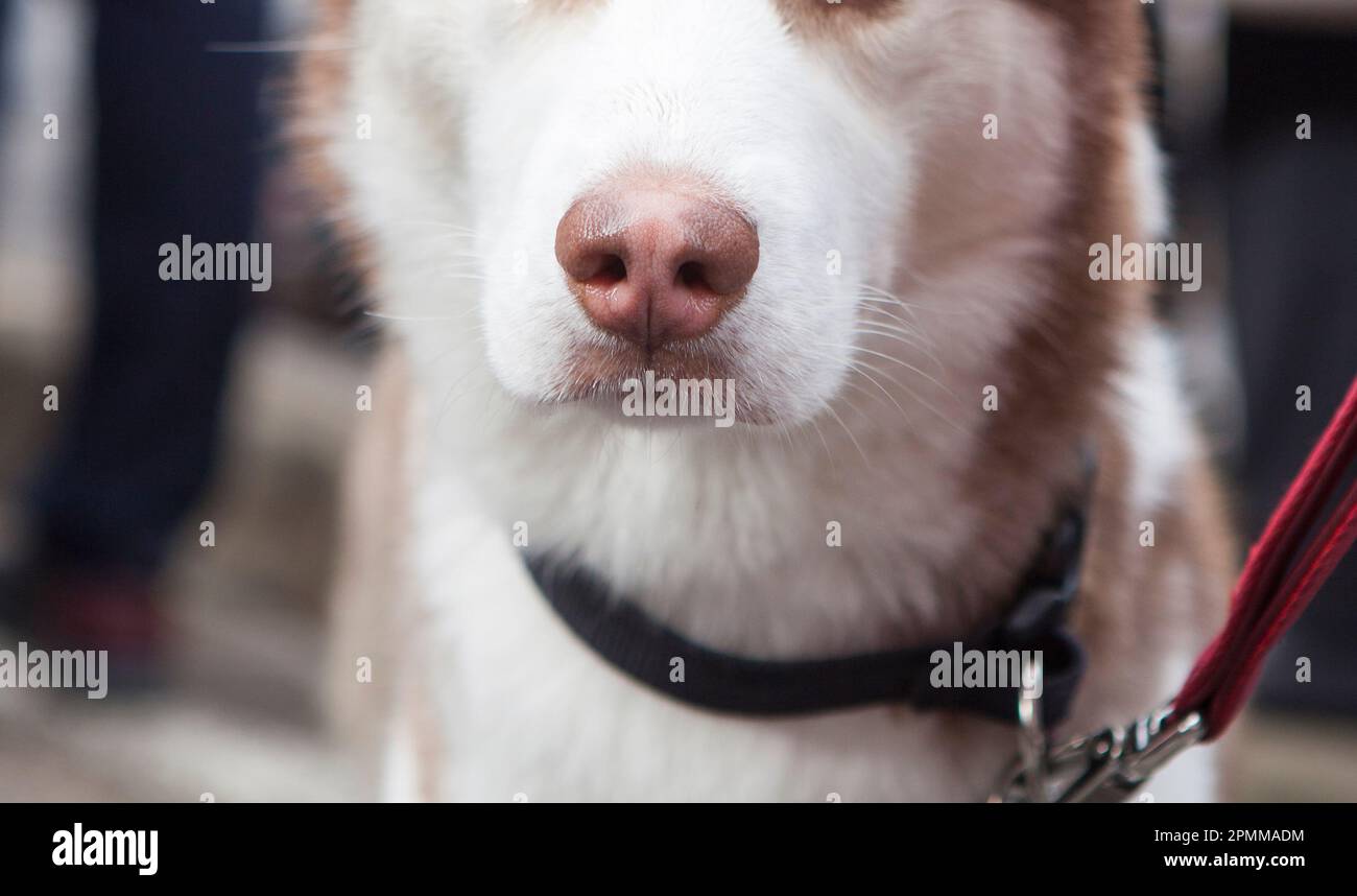 Detail einer nassen rosa Hundeschnauze. Hellbrauner sibirischer Husky Stockfoto