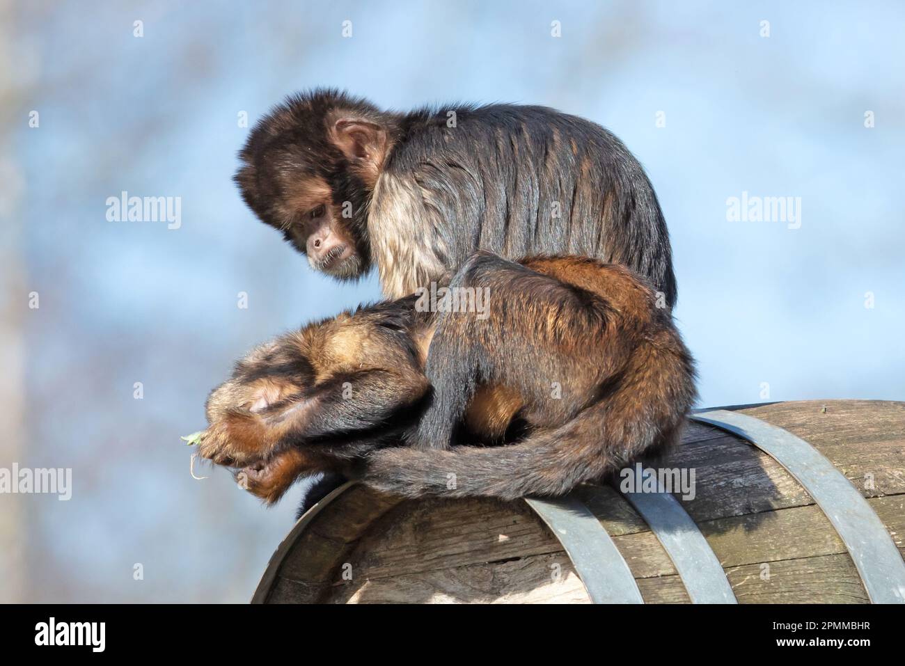 Goldenes Gürtelkapuchin (Sapajus xanthosternos) sitzt auf einem Fass, paarweise Stockfoto