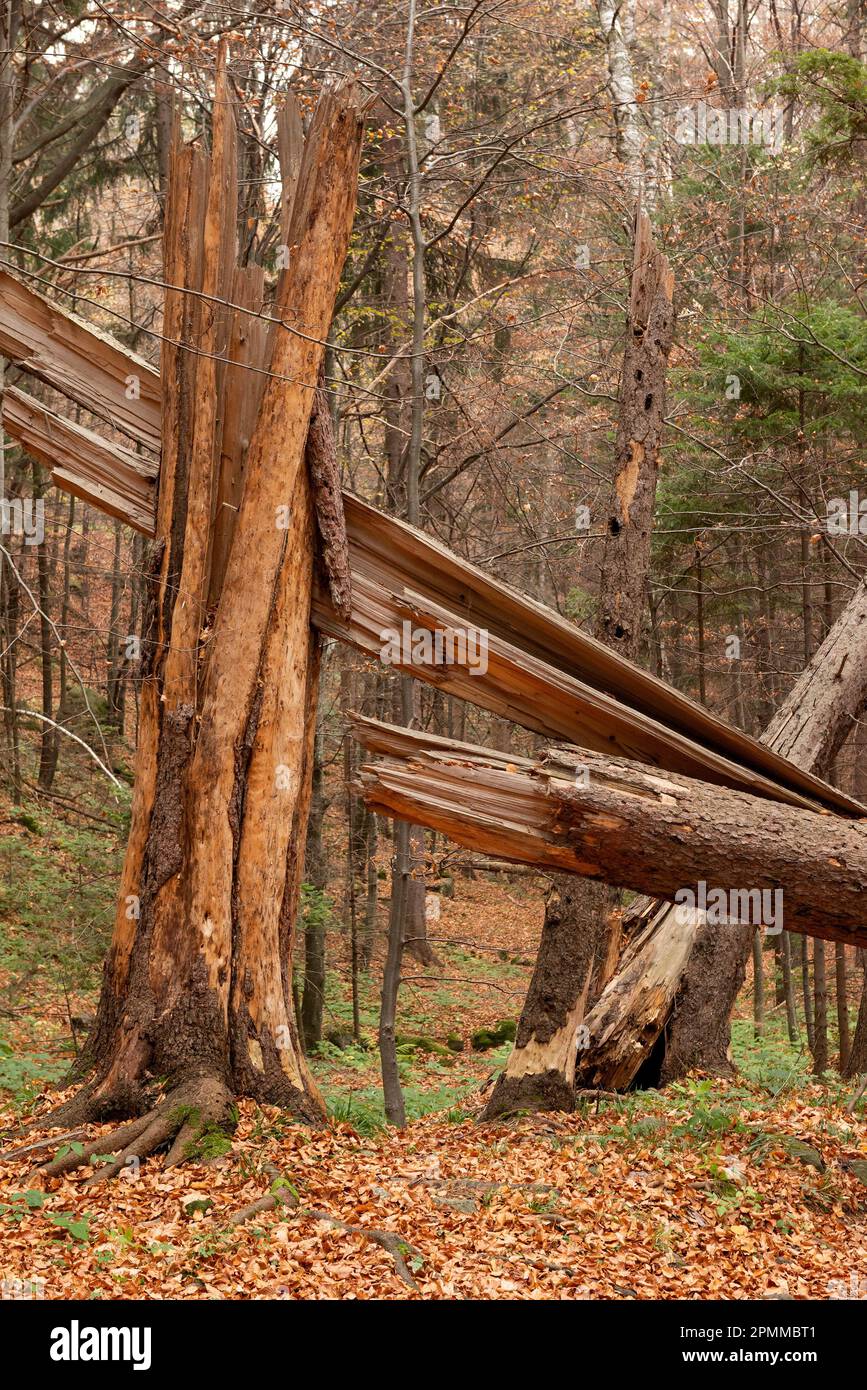 Gebrochener Baum im Vitosha-Berg bei Sofia, Bulgarien Stockfoto