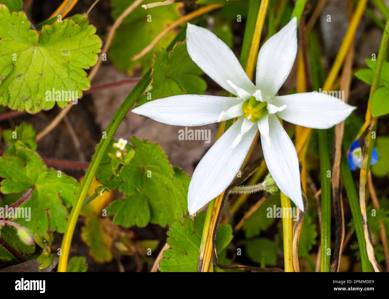 Stern von Bethlehem Stockfoto