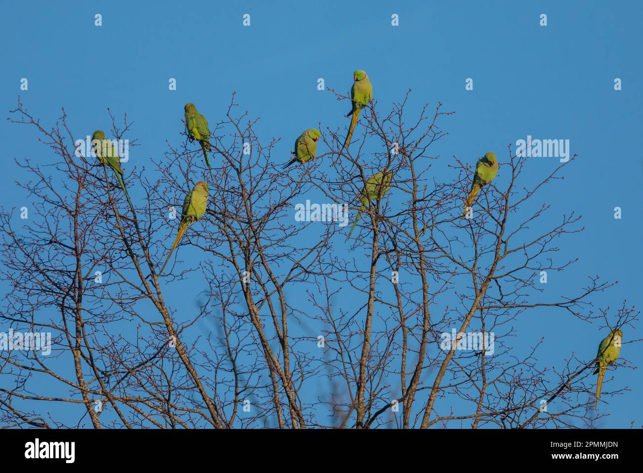 Eine Gruppe von Rosengürtelsittichen, Sittacula krameri, auf einem Baum früh am Morgen. Wembley, Großbritannien Foto von Amanda Rose/Alamy Stockfoto