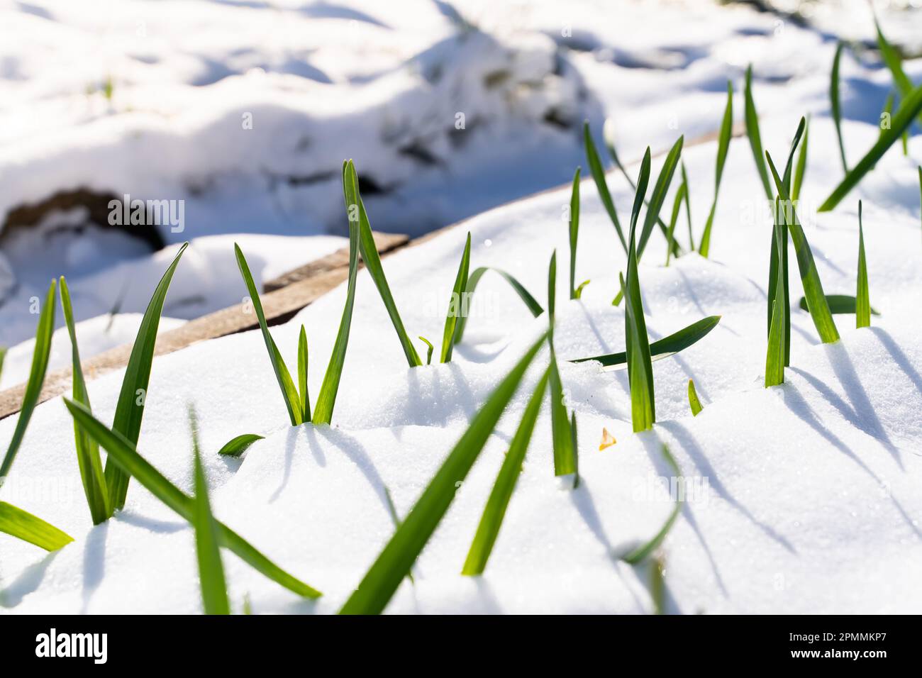 Frühlingsschnee bedeckte die Gartenbeete mit wachsendem Knoblauch. Frostbeständiger Knoblauchkultivar wächst bei kaltem Wetter mit Schnee Stockfoto