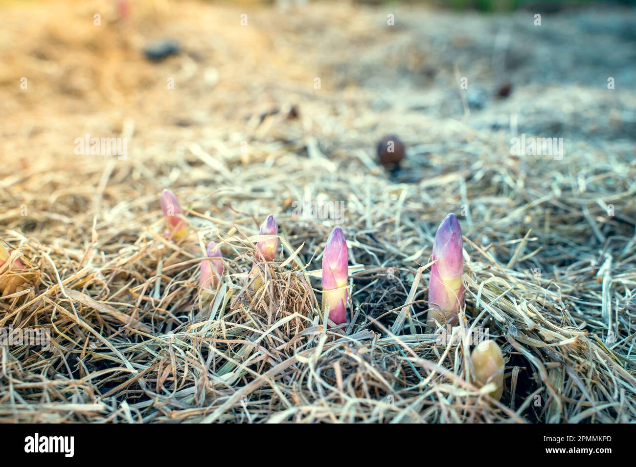 Lila Aufnahme von Spargel, der im Gemüsegarten wuchs, Nahaufnahme. Der Beginn des Spargelwachstums im Frühling, der Boden des Gartens i. Stockfoto