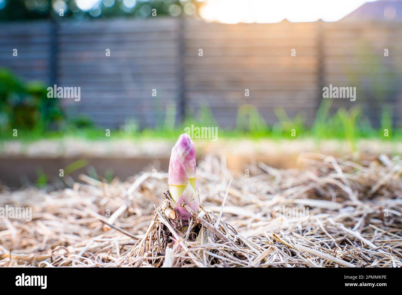 Lila Aufnahme von Spargel, der im Gemüsegarten wuchs, Nahaufnahme. Der Beginn des Spargelwachstums im Frühling, der Boden des Gartens i. Stockfoto