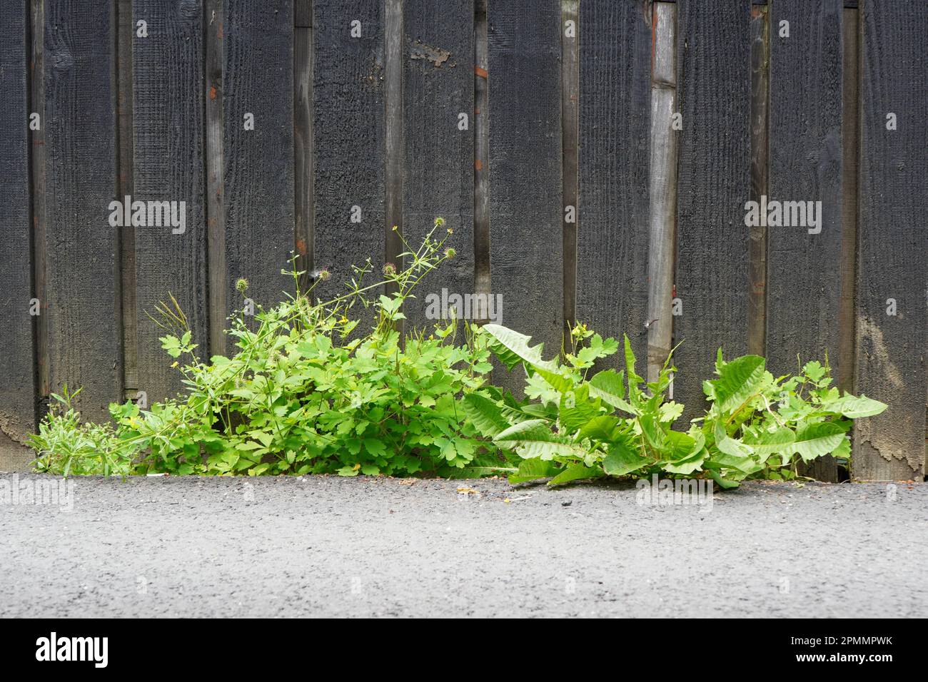 Grüne Wildkräuter (Chelidonium majus, taraxacum officinale, galium aparine), die durch Asphalt in der Nähe des alten Holzzauns gewachsen sind Stockfoto