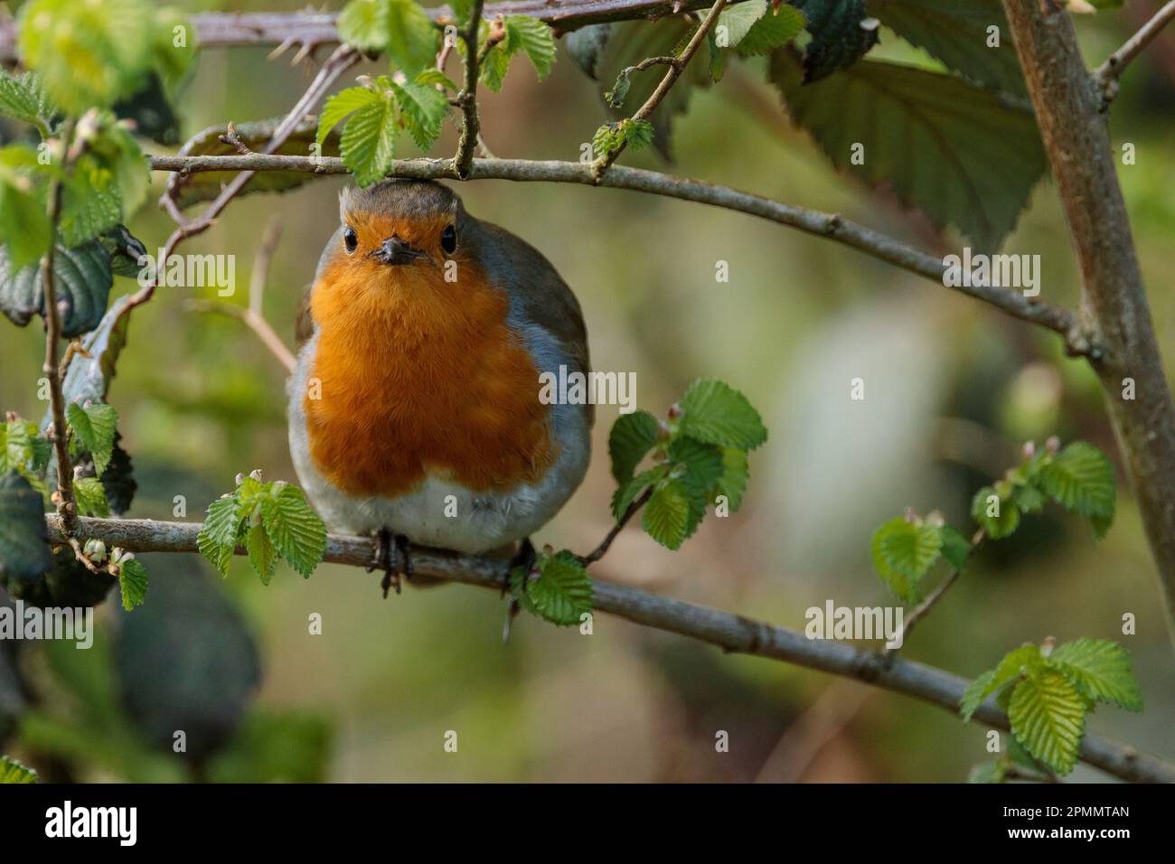 Europäischer Robin, Erithacus rubecula, hoch oben auf einem Ast. Ich freue mich auf die Zukunft. Barn Hill, Wembley, Großbritannien. Foto: Amanda Rose/Alamy Stockfoto