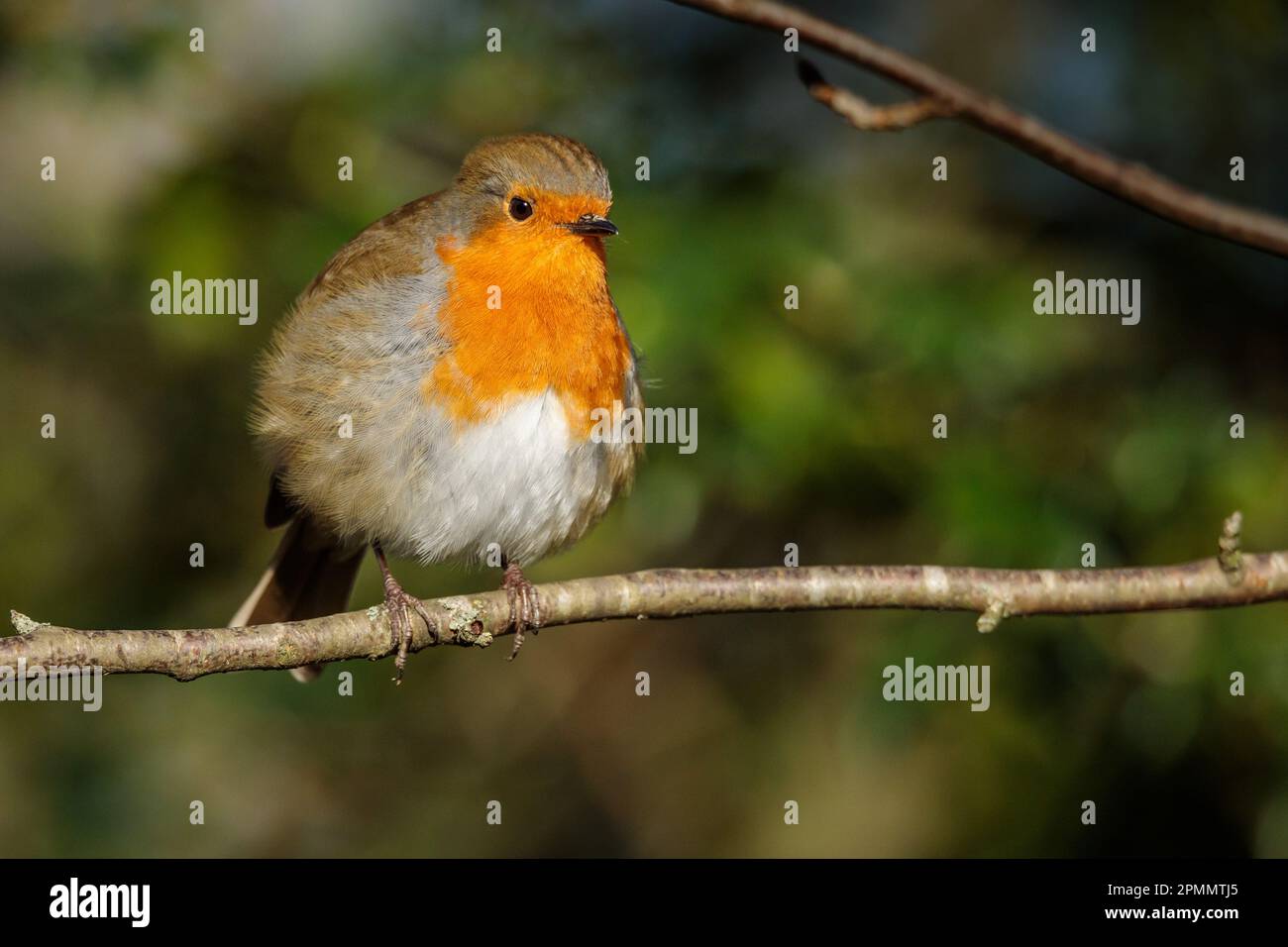 Europäischer Robin, Erithacus rubecula, hoch oben auf einem Zweig. Barn Hill, Wembley, Großbritannien. Foto: Amanda Rose/Alamy Stockfoto