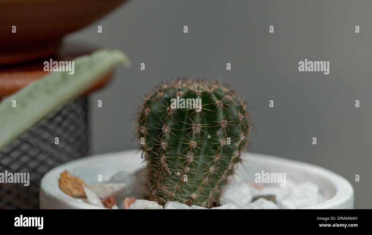 Kaktus in einem Topf auf grauem Hintergrund, Nahaufnahme Stockfoto