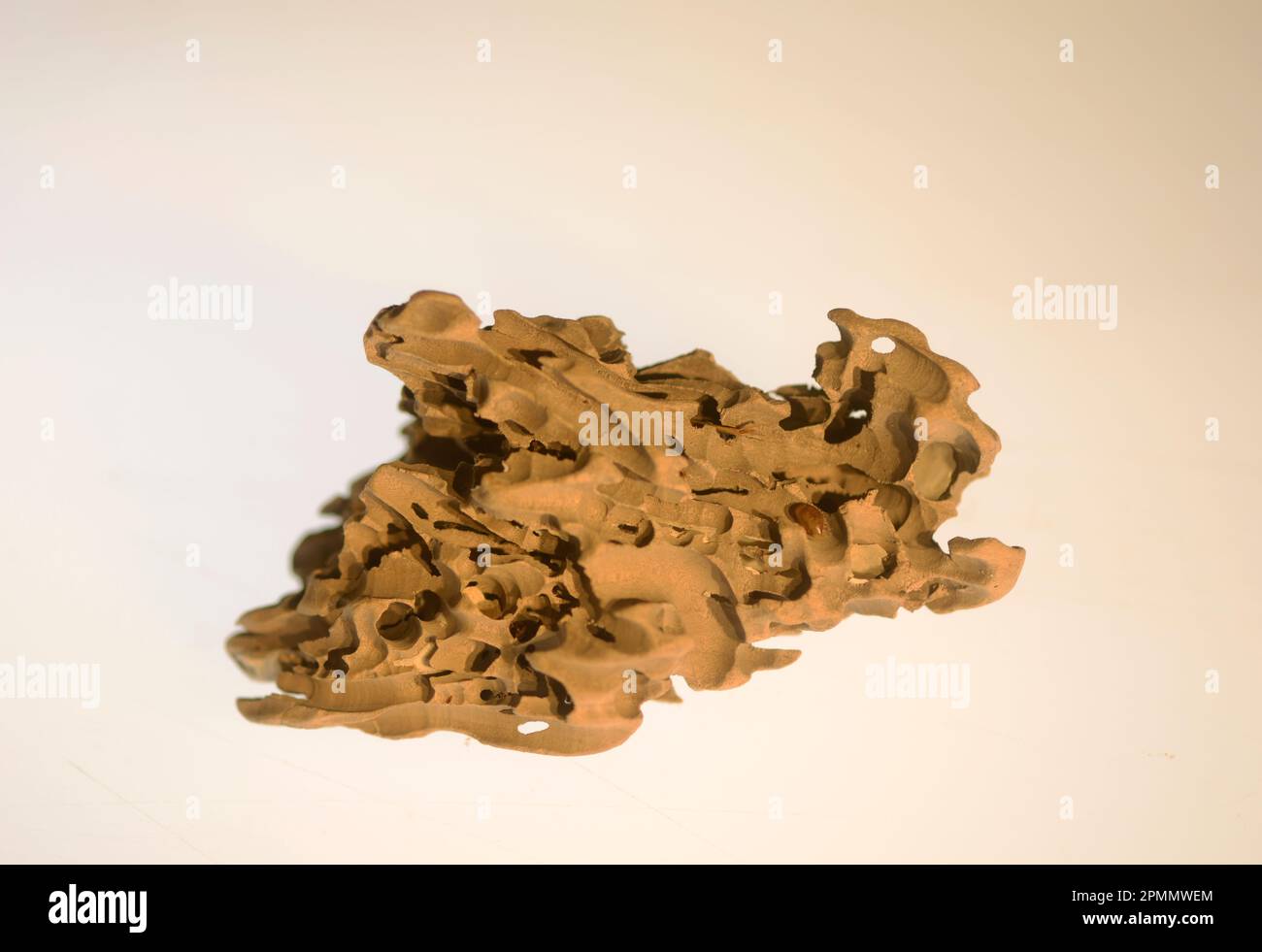 Meereswurmlöcher Stockfoto