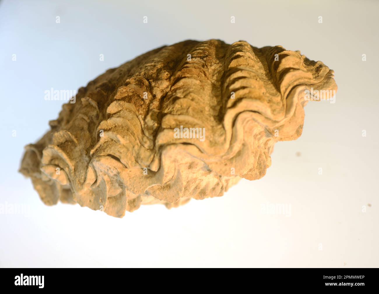 Gastropoda 'Shel' - Teil der Meeresfauna Stockfoto