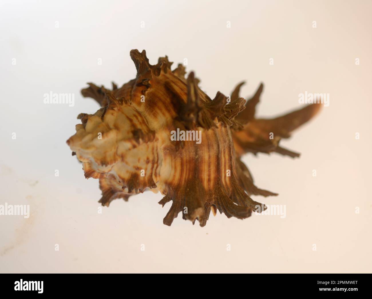 Gastropoda 'Shel' - Teil der Meeresfauna Stockfoto