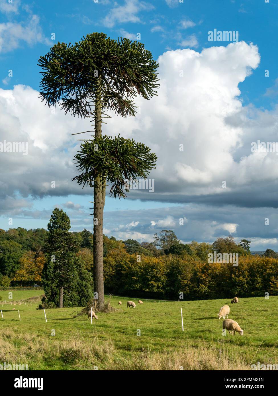 Tall Isolated Single Specimen Monkey Puzzle (Araucaria araucana) Tree, Belvoir, Leicestershire, England, UK Stockfoto