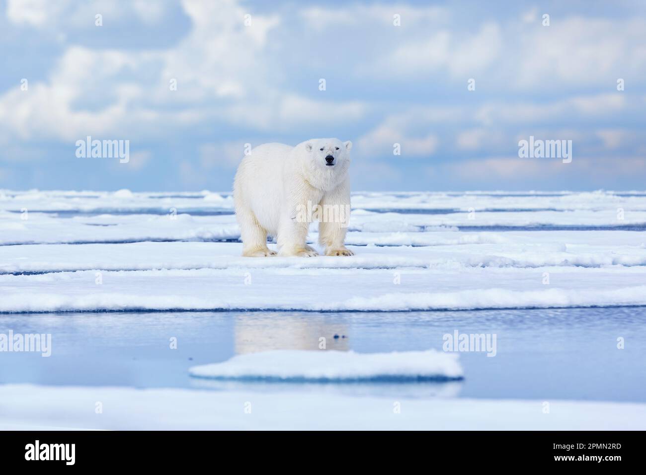 Natur - Eisbär auf treibendem Eis mit Schneefutter auf toten Robben, Skelett und Blut, Wildtiere Spitzbergen, Norwegen. Beras mit Kadaver, Wildtiere Stockfoto