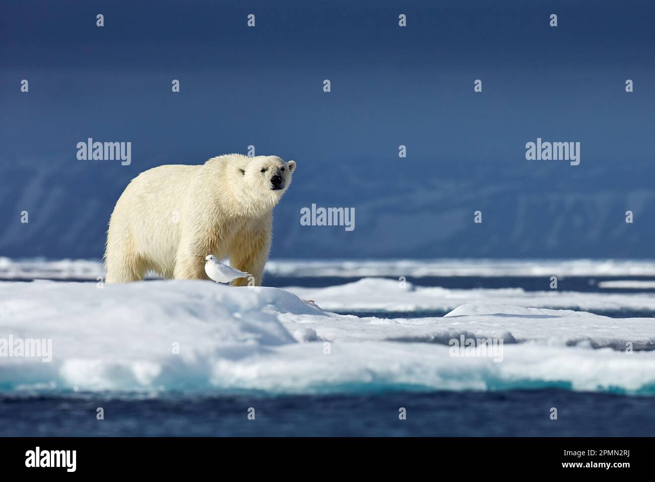 Natur - Eisbär auf treibendem Eis mit Schneefutter auf toten Robben, Skelett und Blut, Wildtiere Spitzbergen, Norwegen. Beras mit Kadaver, Wildtiere Stockfoto