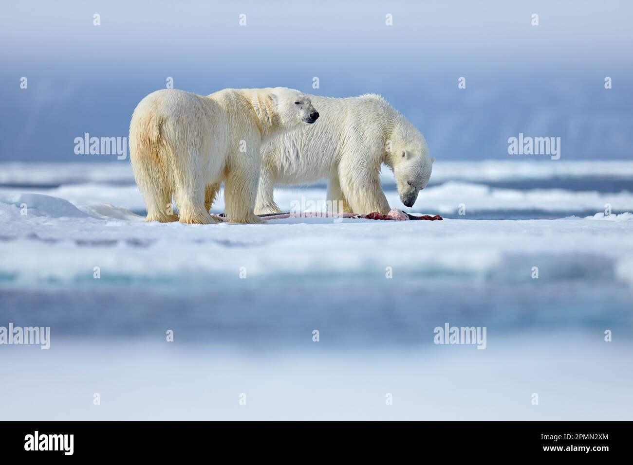 Natur - Eisbär auf treibendem Eis mit Schneefutter auf toten Robben, Skelett und Blut, Wildtiere Spitzbergen, Norwegen. Beras mit Kadaver, Wildtiere Stockfoto