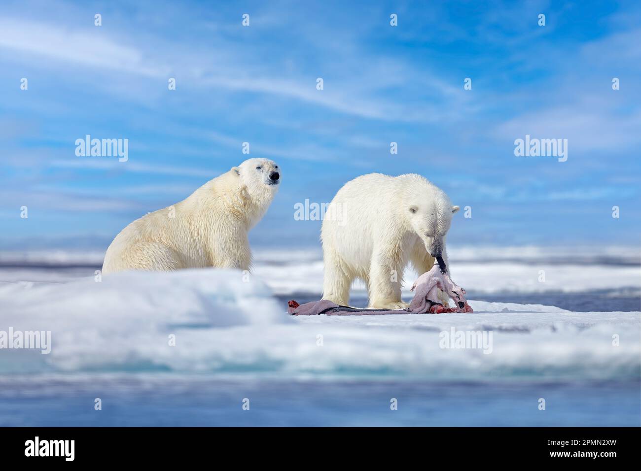 Natur - Eisbär auf treibendem Eis mit Schneefutter auf toten Robben, Skelett und Blut, Wildtiere Spitzbergen, Norwegen. Beras mit Kadaver, Wildtiere Stockfoto